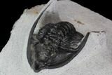 Diademaproetus Trilobite - Ofaten, Morocco #88875-2